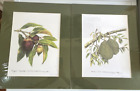 Mangosteen & Durian Sealed Drawings By A Kasim Abas