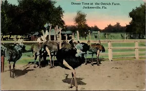 c1907 Dinner Time at the Ostrich Farm, Jacksonville FL antique postcard unposted - Picture 1 of 2