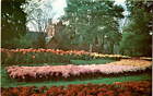 Vintage postcard: Stunning Chrysanthemum Display at Stan Hywet Hall