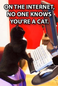 Funny Cat Meme Refrigerator Magnet (2 x 3) Computer Internet Browse Mouse Metal - Picture 1 of 3