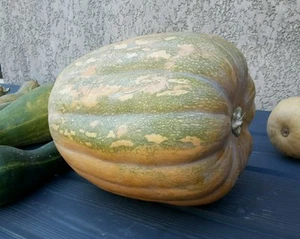 ☺5 graines de citrouille de tourraine. Fort rendement - Bild 1 von 1