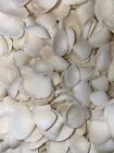 200 White Cay Cay Sea Shells, Beach Decor Craft Tropical Nautical