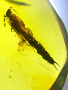 Cretaceous Fossil Burmese amber burmite earwig insect amber Fossil Myanmar - Imagen 1 de 8