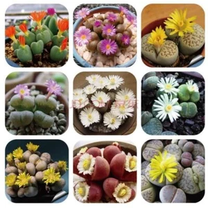 1200 semillas de Lithops raras piedras vivas mixtas cactus suculento - Imagen 1 de 12
