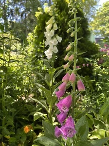 Roter Und Weisser Fingerhut Samen  einen gestrichenen Teelöffel voll - Bild 1 von 1