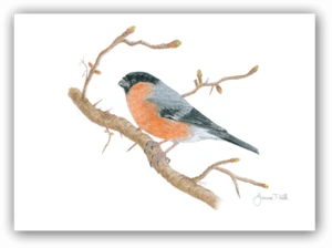 'BULLFINCH' WILDLIFE / BIRD CARD - Print From Original Drawing By Joanne T Kell - Picture 1 of 3