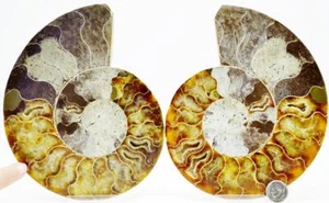 Large Ammonite Pair Deep Crystal Cavity 110myo Fossil 153mm XXXL 6.1" e2970py - Picture 1 of 9
