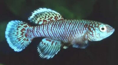 Killifish NOTHOBRANCHIUS EGGERSI AZUL Ovo Killi Peixe Tropical 30 Ovos INCUBAÇÃO - Imagem 1 de 4