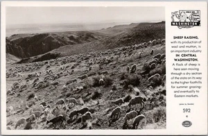 Vintage 1940s WASHINGTON Real Photo RPPC Postcard "SHEEP RAISING" Unused - Picture 1 of 2