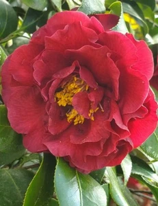 24 Fresh Cuttings of Gorgeous Double Red Camellia Unrooted SC Grown Evergreen TW - Picture 1 of 3