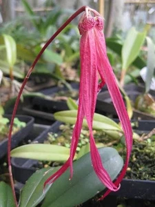 Orchid Bulbophyllum Treschii - Picture 1 of 5