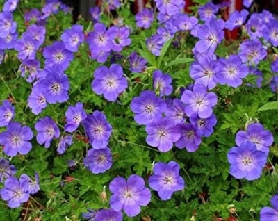 Geranium 'Rozanne ®' (Storchschnabel) DAUERBLÜHER Bodendecker/Staude/Winterhart - Bild 1 von 4