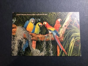 SOUTH MIAMI FLORIDA FL GUACAMAYOS EN LORO JUNGLA LINO POSTAL SIN PUBLICAR - Imagen 1 de 2