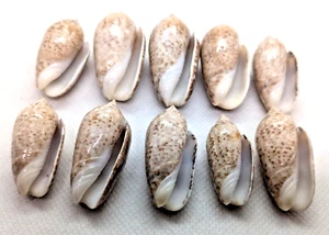 Oliva Spicata Art Präparat Muscheln Sonora, Mexiko Sammlerstück Schmuck Fundstücke - Bild 1 von 12