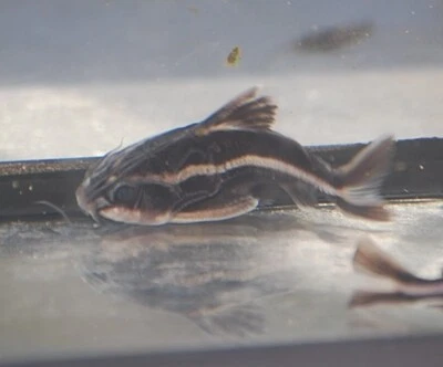 Striped Raphael Catfish - Platydoras armatulus - Image 1 of 2