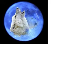 BLUE MOON WHITE WOLF Pendant Charm On 925 Sterling Silver 20" Necklace Gift - Picture 1 of 11