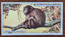 1924 John Player Natural History Cigarette Card - #30 Japanese Monkey 