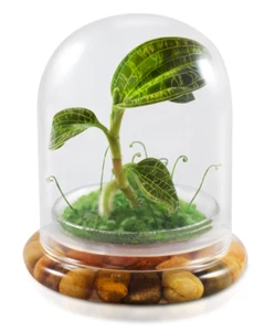 Jewel Orchid Terrarium, Macodes Sanderiana – Unique Gift - Picture 1 of 4