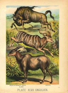 Original Antique 1880 Chromolithograph GNU ELAND KOODOO [xlvii] - Picture 1 of 1