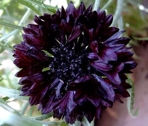 FIORDALISO NERO PALLA Centaurea Cyanus - 250 Semi sfusi - Foto 1 di 1