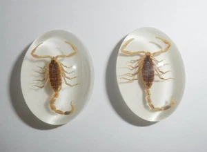 Insect Cabochon Golden Scorpion Oval 18x25 mm on white bottom 2 pieces Lot - Picture 1 of 10