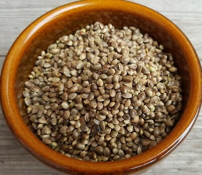 HANFSAMEN ganz - Futterhanf - für Papageien & Sittiche - Bild 1 von 3