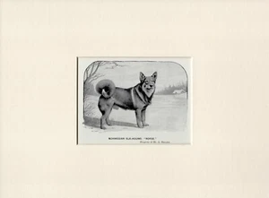 ELKHOUND NORUEGO ANTIGUO 1902 CON NOMBRE PERRO IMPRESIÓN LISTO MONTADO - Imagen 1 de 1