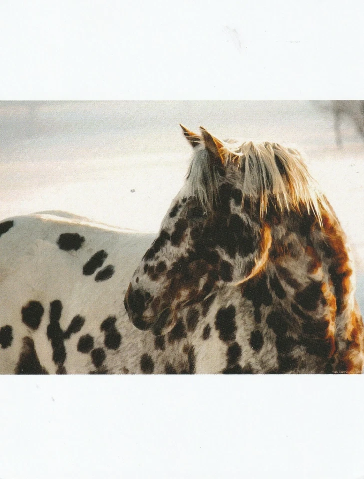 Caballo Appaloosa, oxidado, postal Foto 1 de 1