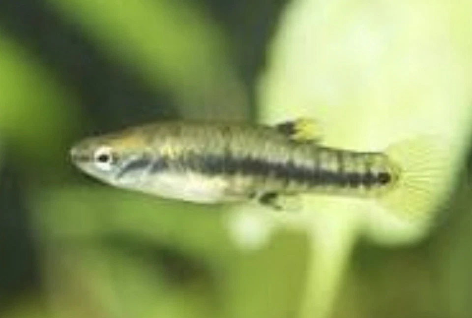 Least Killifish (Heterandria formosa) 4 Fish, Breeding Group (Livebearer) - Image 1 of 1