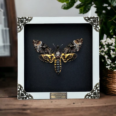 Taxidermia Mortes Cabeça Mariposa Inseto Moldura Real Pôr do Sol Traça Coleção Arte Decoração - Imagem 1 de 4
