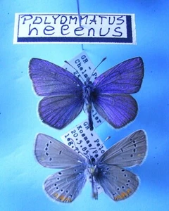LYCAENIDAE POLYOMMATUS helenus, 2 m, ex GR/Peleponnes - very rare! lp.!!! - Imagen 1 de 2