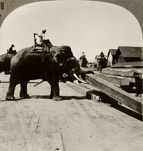 Keystone Stereoview Elephants Piling Logs Rangoon, Burma of 600/1200 Set #898 T2 - Picture 1 of 3