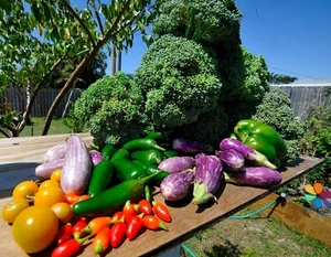 Survival Heirloom Seed Bank 6 varieties Emergency Sealed Seeds NON-GMO #14 LOOK! - Picture 1 of 15