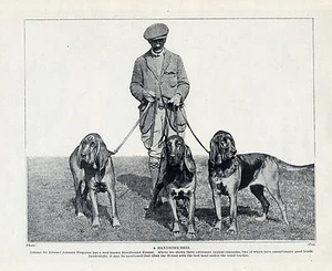 BLOODHOUND GENTLEMAN AND HIS DOGS LOVELY ORIGINAL DOG PRINT PAGE FROM 1934 - Bild 1 von 1