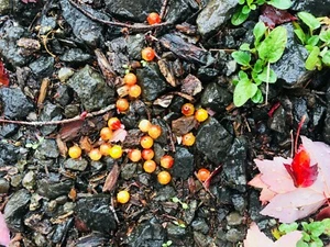 Fishing Beads 8mm "BLOODY CHEESE" SCB Natural Stone Fishing Beads 20ct. Packet - Picture 1 of 4