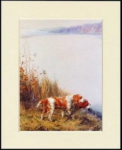 WELSH SPRINGER SPANIEL LOVELY DOG AT WORK PRINT MOUNTED READY TO FRAME - Foto 1 di 1