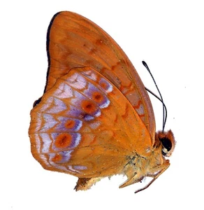 BUTTERFLY. LEPIDOPTERA, PHALANTA MADAGASCARIENSIS from MADAGASCAR - Picture 1 of 1