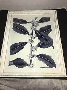 Picture With Glass Stalk With Flowers And Leaves. black and white. 16.5 x 13 - Picture 1 of 6