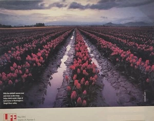1991 Tulips Washington Skagit River Valley Dark Sky Vtg Print Ad - Picture 1 of 1