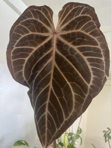 Anthurium NSE Red Crystal X Mr. Worldwide Germinated Seeds Set Of 5 Seeds - Picture 1 of 11