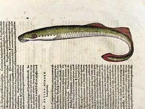 1558 Anguille Lamprey, Conrad Gesner, foglio, xilografia, colorata a mano, First State - Foto 1 di 5