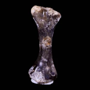 Captorhinus Aguti Fossil Femur Bone Permian Age Reptile 299 Mil Yrs Old Display - Picture 1 of 10