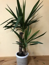 Pflanzen Baume Straucher Yucca Palme Zimmerpflanzen Gunstig Kaufen Ebay
