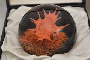 Vintage Caithness Coral Paperweight by Colin Terris – Limited Edition - Picture 1 of 24