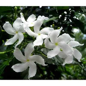 Pinwheel Crape Jasmine – Tabernaemontana divaricate~~SMALL Rooted STARTER Plant~ - Picture 1 of 10