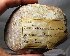 Fósil de etiqueta de la época victoriana pez devónico - Diplacanthus, Tynet Burn, Escocia - Imagen 1 de 6