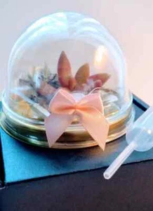 1 Miniature Succulent Terrarium Gift Boxed, Live Plant, Easy Care, Dashboard - Picture 1 of 10