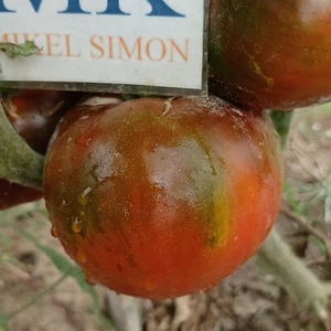 Tomate Paul Robeson , 10 semillas (190) - Picture 1 of 1