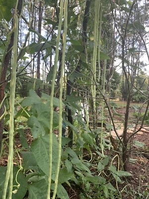 25 Long Bean Seeds   2025 Summer Fresh Seeds   Organic   Non-GMO - Image 1 of 4