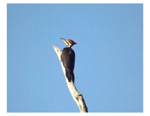 "Pájaro carpintero apilado - 8x10 impresión fotográfica en 8,5"" x 11" - Imagen 1 de 1